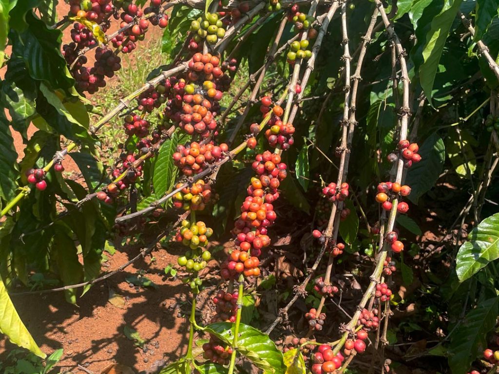 Coffee from Uganda