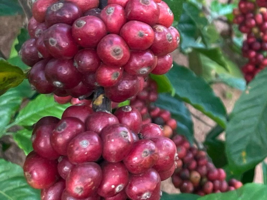 Coffee from Uganda
