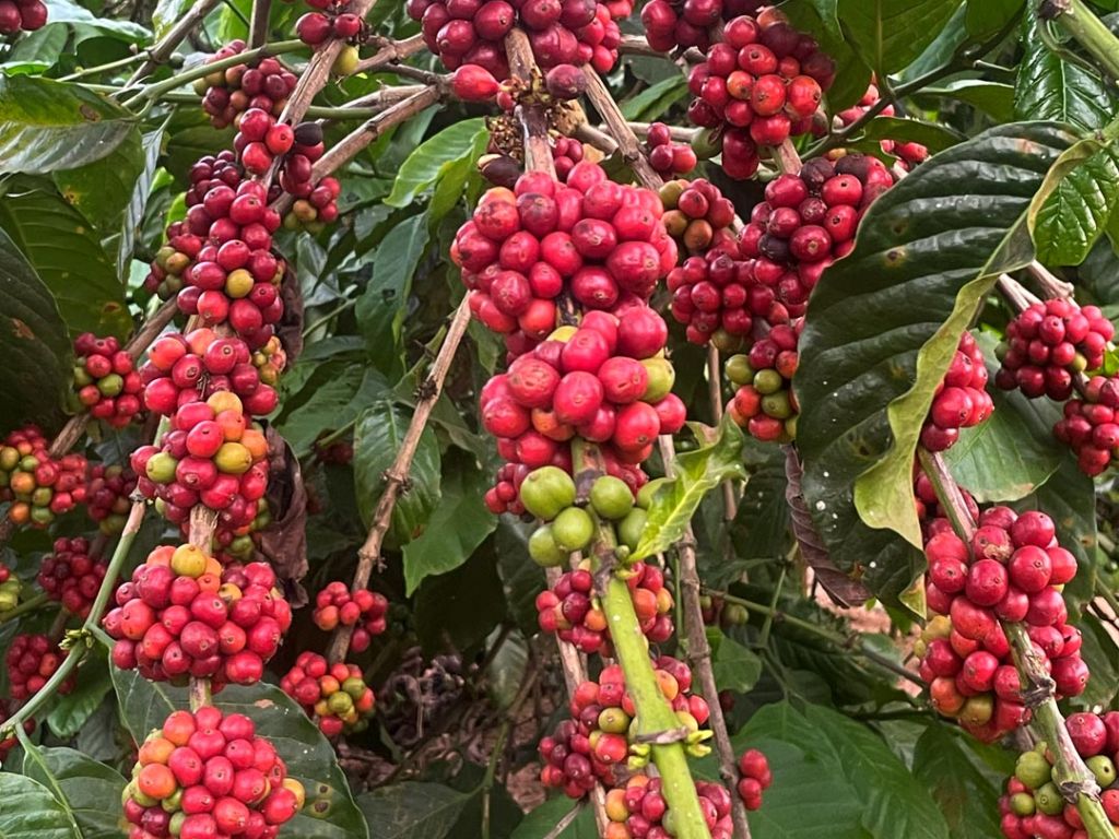 Coffee from Uganda