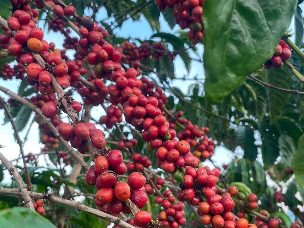 Coffee from Uganda