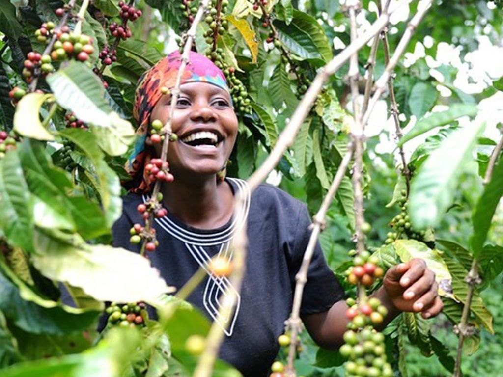 Coffee from Uganda