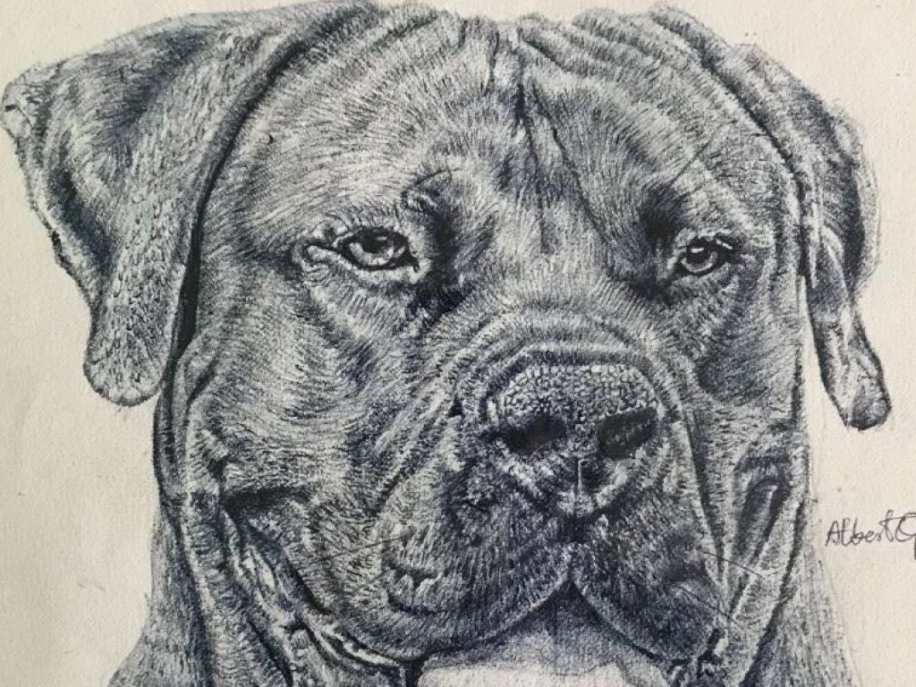 Boerboel